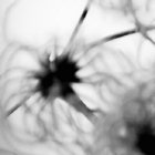 caewi thumbnail