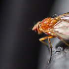 NONOVIS thumbnail