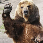 Space Bear thumbnail