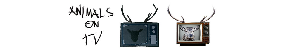 Animals on TV — Photo