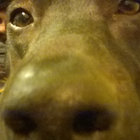 Josh thumbnail