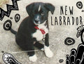 New Labrador image