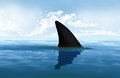 SHARK image