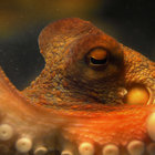 Ocho the Octopus thumbnail