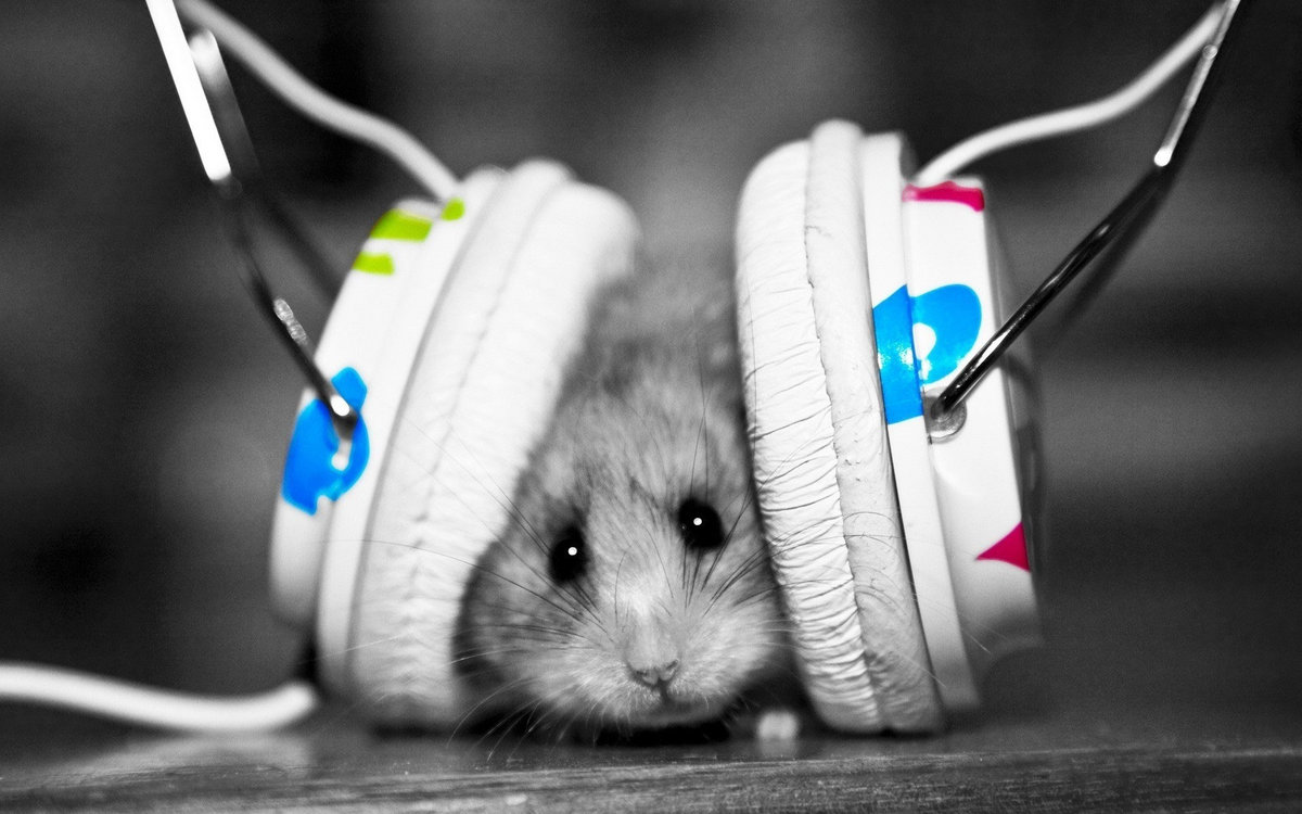 Mr Hamster Image Mr Hamster Image