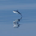 Flying Fish image