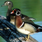 2quackers thumbnail