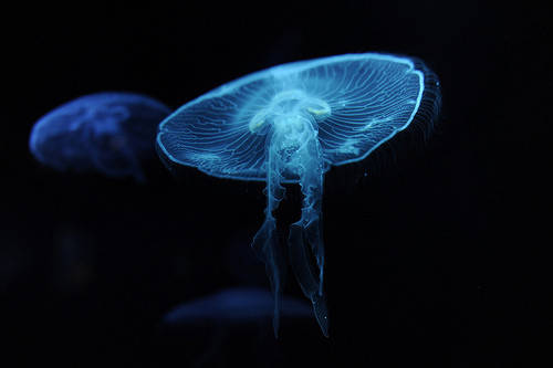 土偶（Doguu) No41 | tamayurakurage(玉響海月)