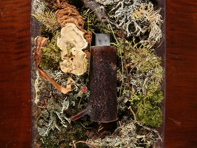 FORESTS LIMITED EDITION BOX: WOODEN USB FLASH DRIVE, ORGANIC FOREST MATERIAL main photo