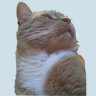 Senhal thumbnail