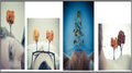 Sweetbleeders photo
