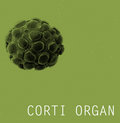 Corti Organ image