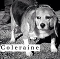 Coleraine image
