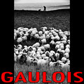 Gaulois image