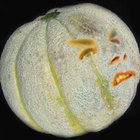 Bender Melon thumbnail