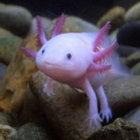 Lord Arthur Cloud thumbnail