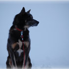 Aslak Hauglid thumbnail
