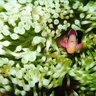 Peek-A-Booboo thumbnail