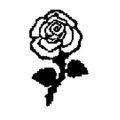 the white rose network image