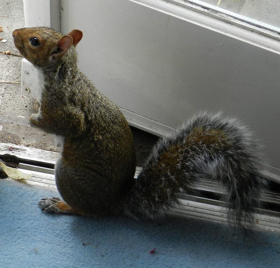 Living Room Zagreb living room, zagreb (jonestown death tape) | squirrel Living Room Zagreb living room, zagreb (jonestown death tape) | squirrel