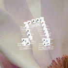 Bitemap thumbnail