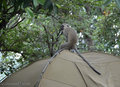 Camping Monkeys image