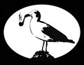 gull with pipe image