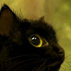 Roquen Lómë thumbnail