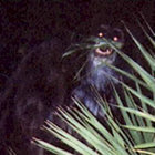 Skunk Ape thumbnail