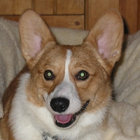 Herd of Corgis thumbnail