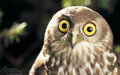 WEIRD OWL image