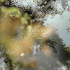 Daniel Korinek thumbnail
