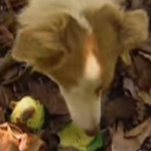 Music | Avocado Eatin' Dogs