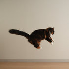 loulou thumbnail