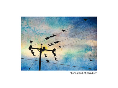 Greeting Card - Pencaitland Crows - TTP0109 main photo
