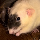 Elizabeth Krueger thumbnail