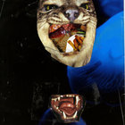 Su Baykal thumbnail
