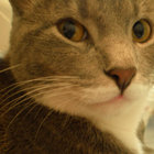 Karl thumbnail