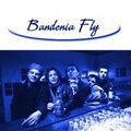 Bandonia Fly image