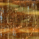 swamplantern thumbnail