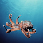 The Tentacle thumbnail