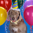 Arf thumbnail