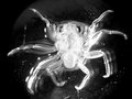 Crustacea Zoëa Larvae image