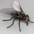 The Common House Flies image