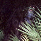 T.Y.N. thumbnail