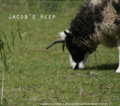 Jacob's Heep image