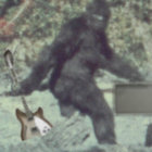 Jared Cooper thumbnail