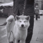darren. thumbnail