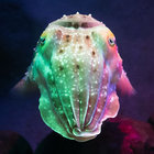 psb123 thumbnail