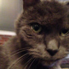Sr Tapeworm thumbnail